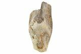 Fossil Juvenile Hadrosaur (Edmontosaurus) Tooth - Montana #340946-1